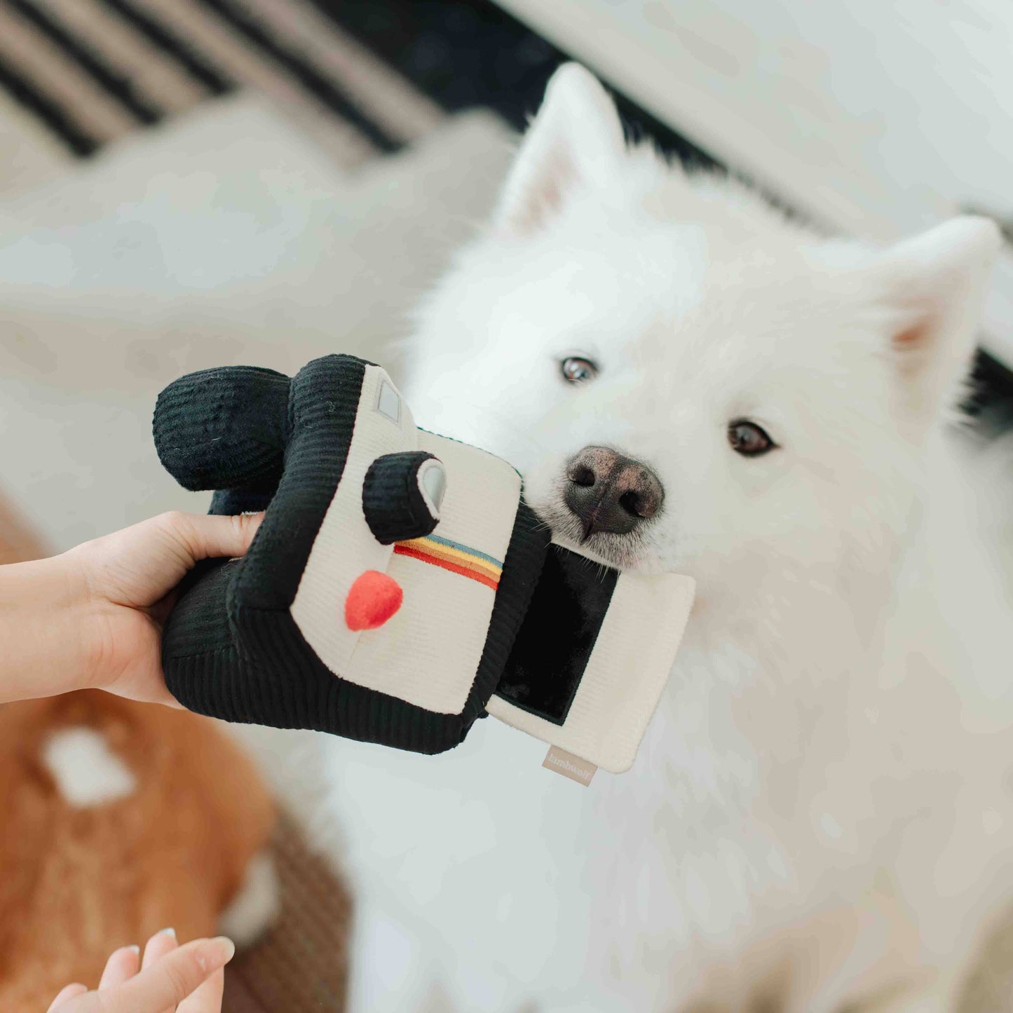 APPAREIL PHOTO INSTANTANÉ // JOUET D'ENRICHISSEMENT POUR CHIEN