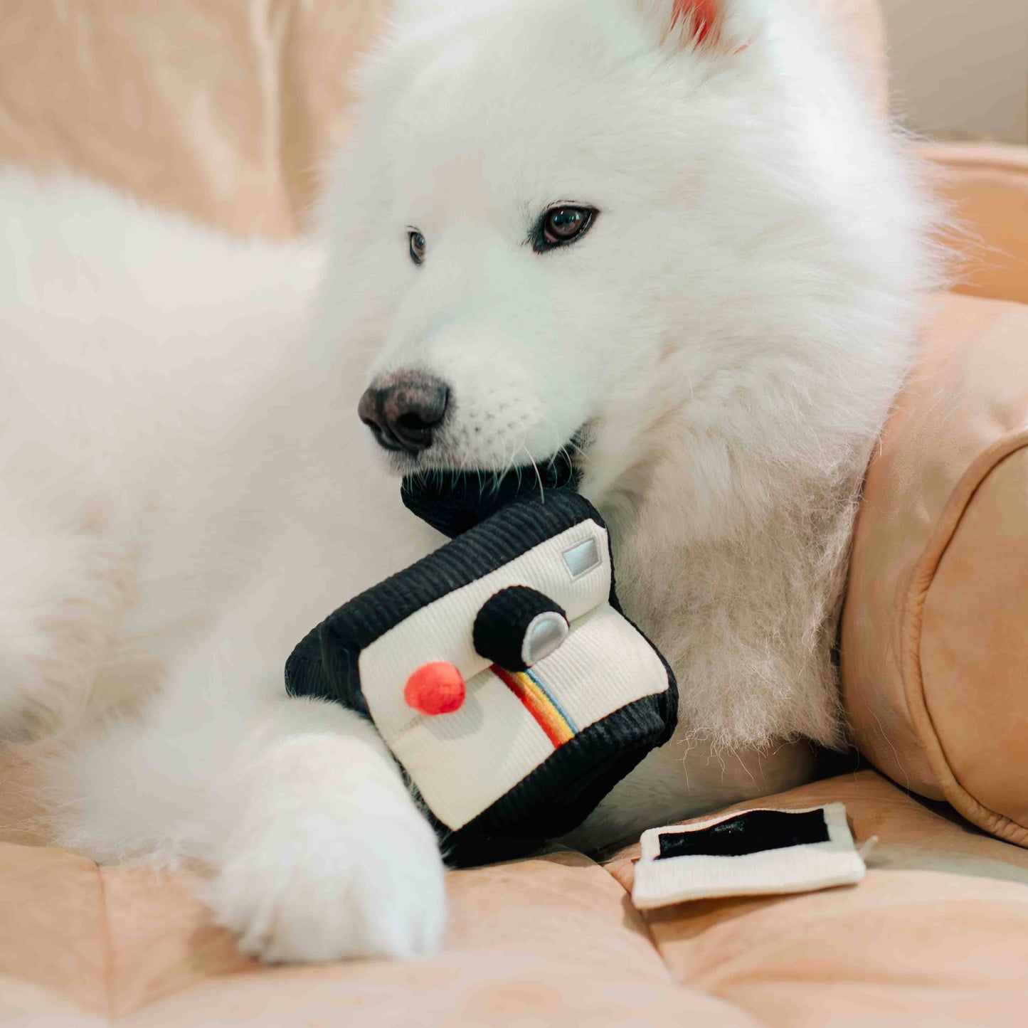 APPAREIL PHOTO INSTANTANÉ // JOUET D'ENRICHISSEMENT POUR CHIEN