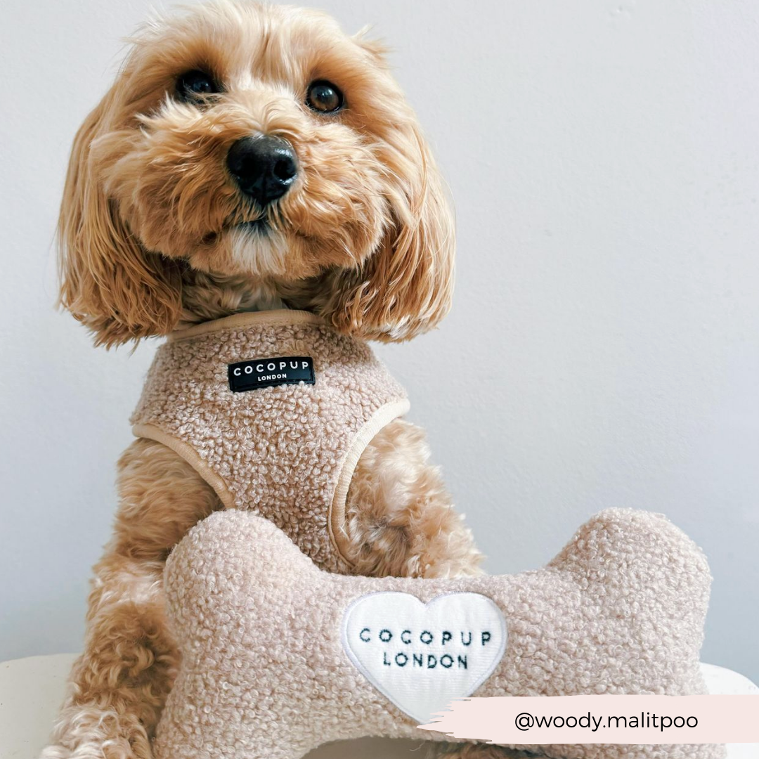 Jouet en os Teddy Rupert