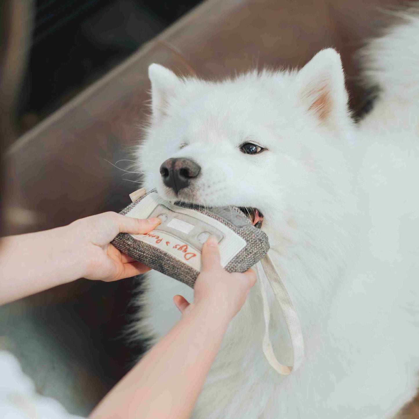 CASSETTE // JOUET D'ENRICHISSEMENT POUR CHIEN