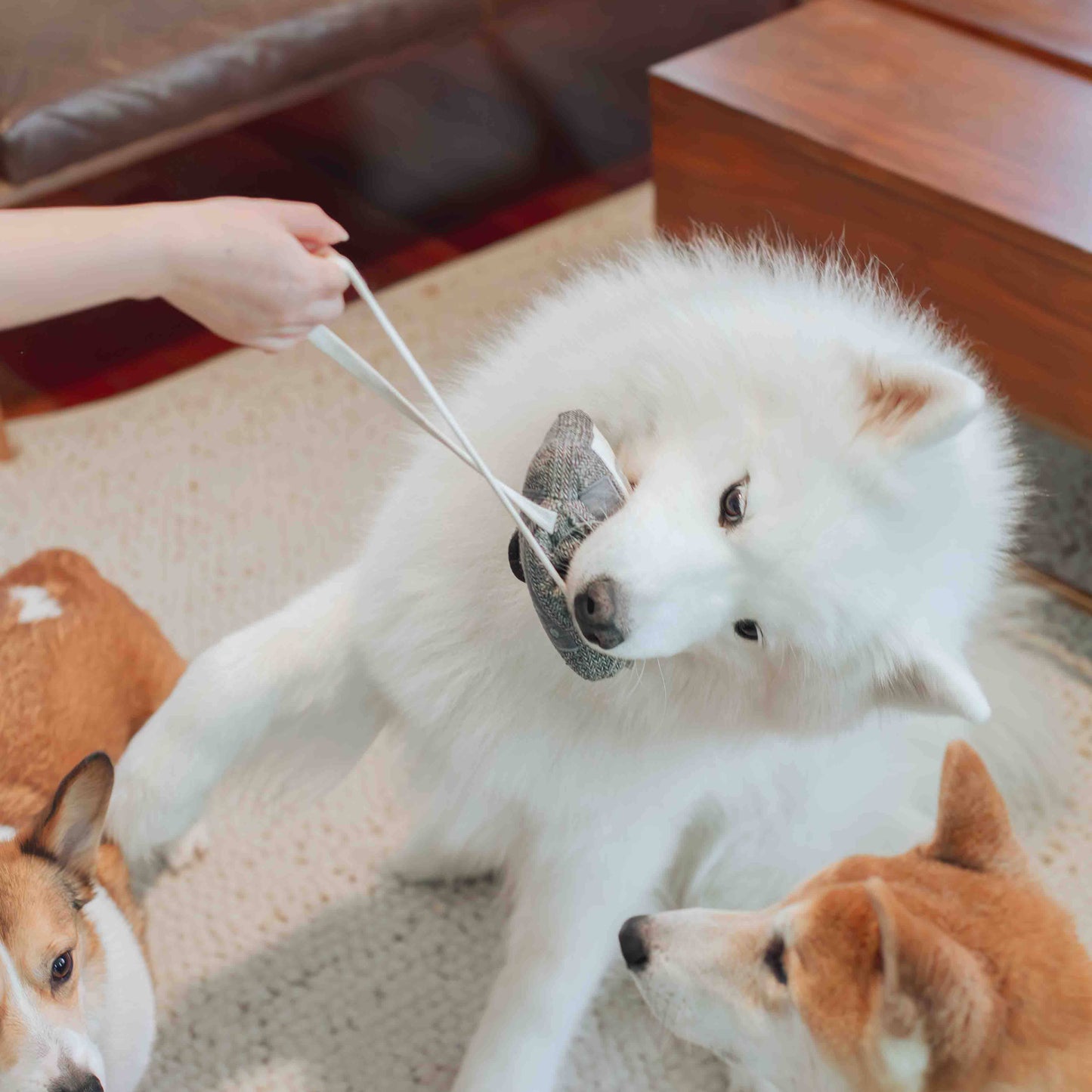 CASSETTE // JOUET D'ENRICHISSEMENT POUR CHIEN