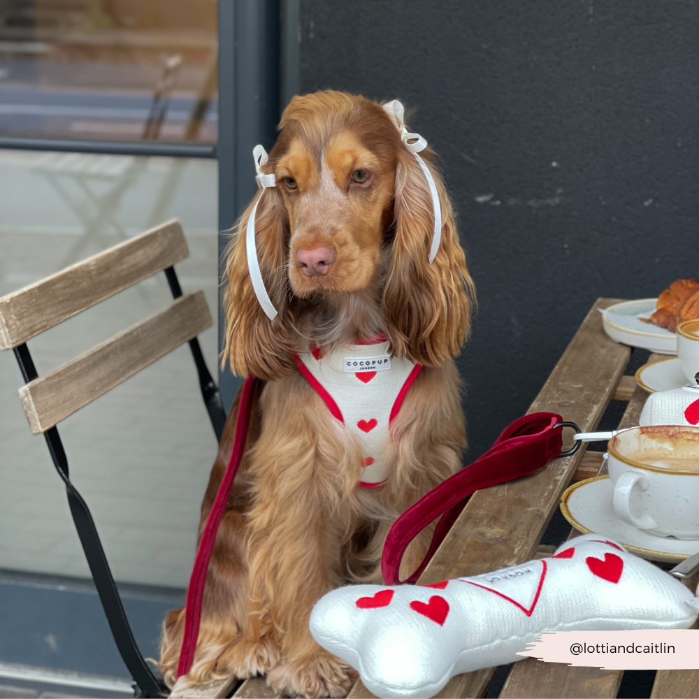 Câlins & Jouet en Tricot en Forme d'Os