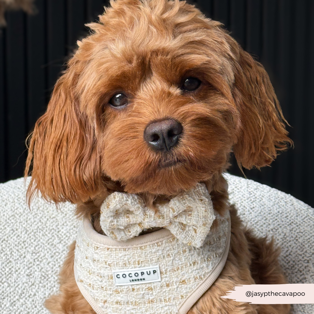 Nœud papillon en tweed texturé vanille