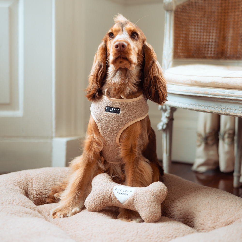 Jouet en os Teddy Rupert