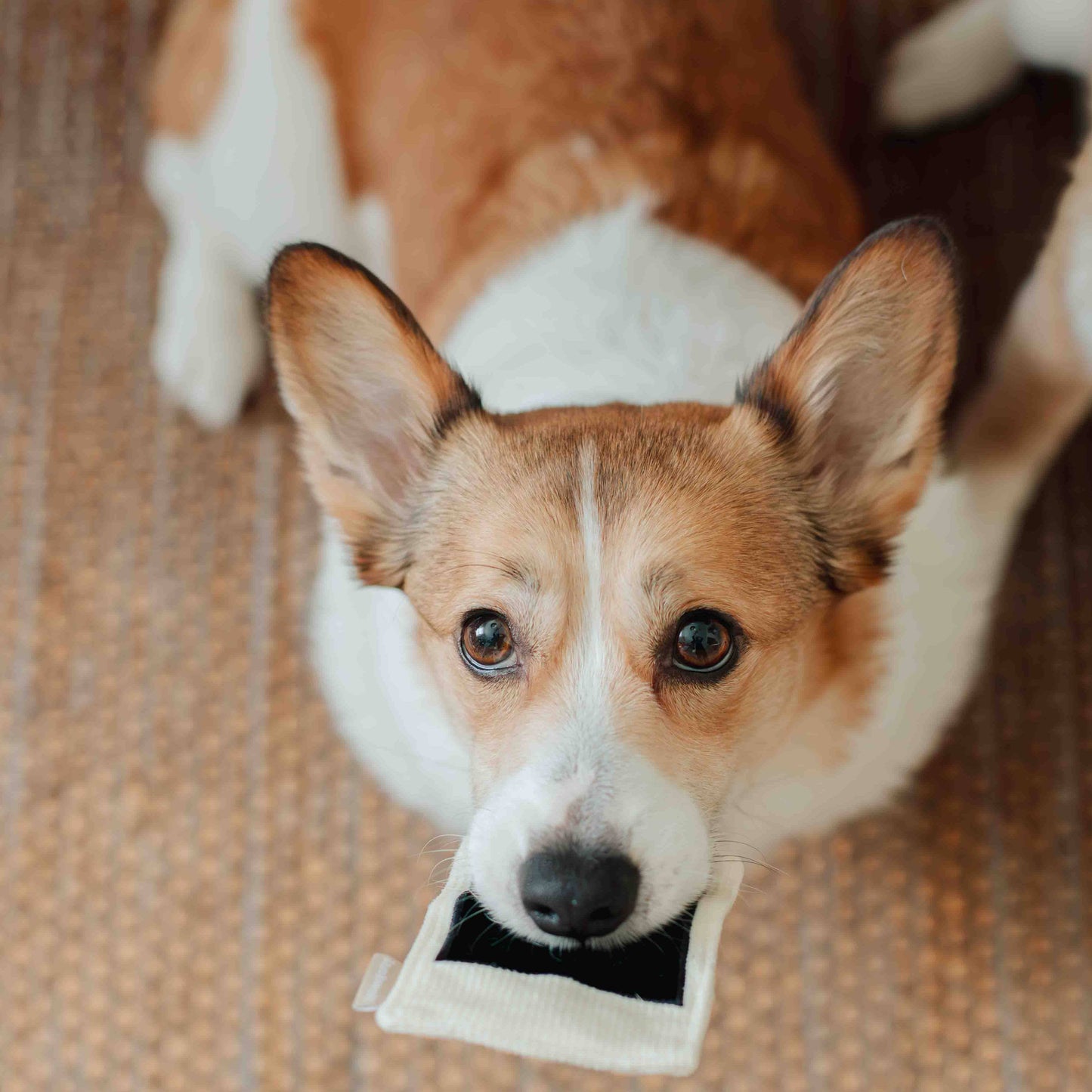APPAREIL PHOTO INSTANTANÉ // JOUET D'ENRICHISSEMENT POUR CHIEN