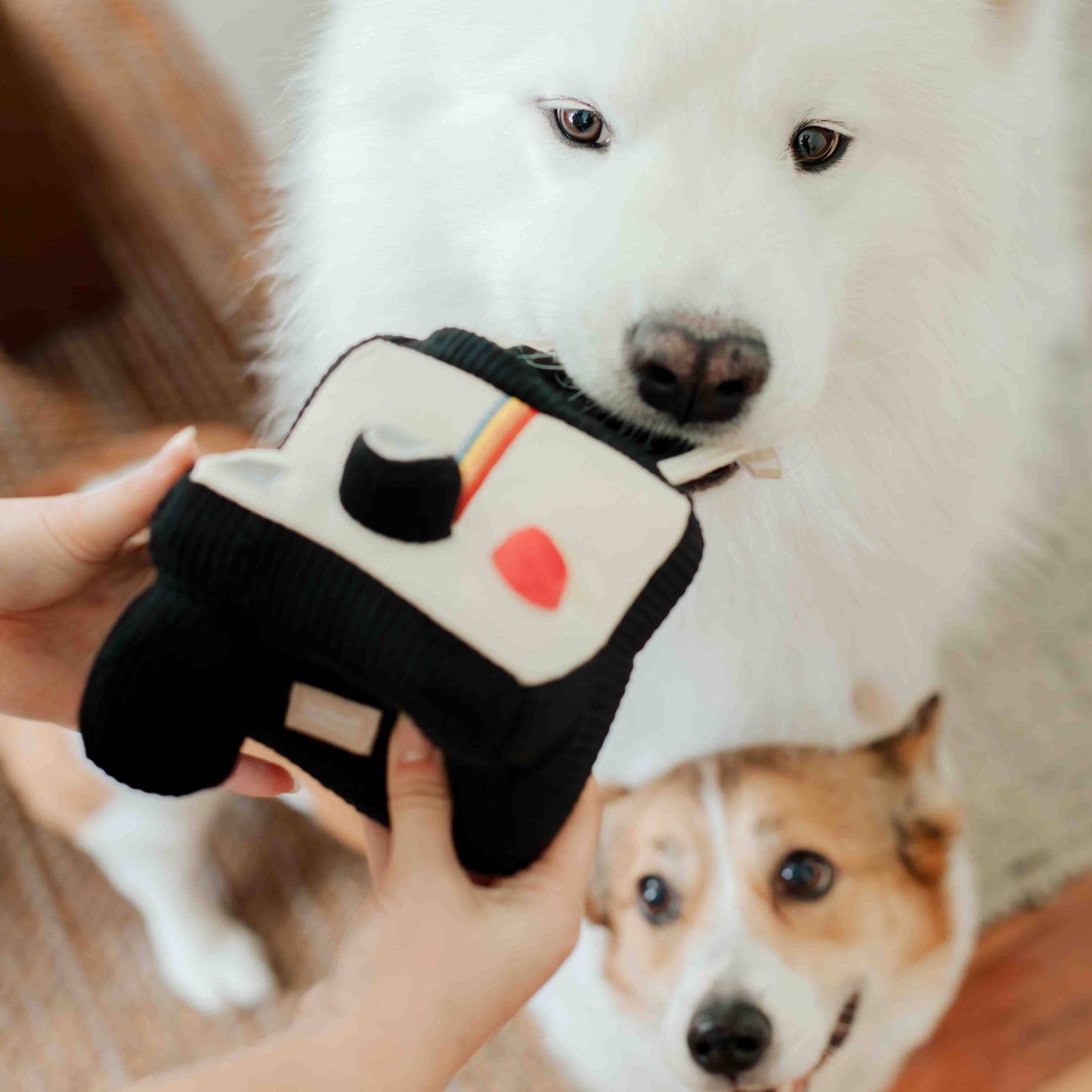 APPAREIL PHOTO INSTANTANÉ // JOUET D'ENRICHISSEMENT POUR CHIEN