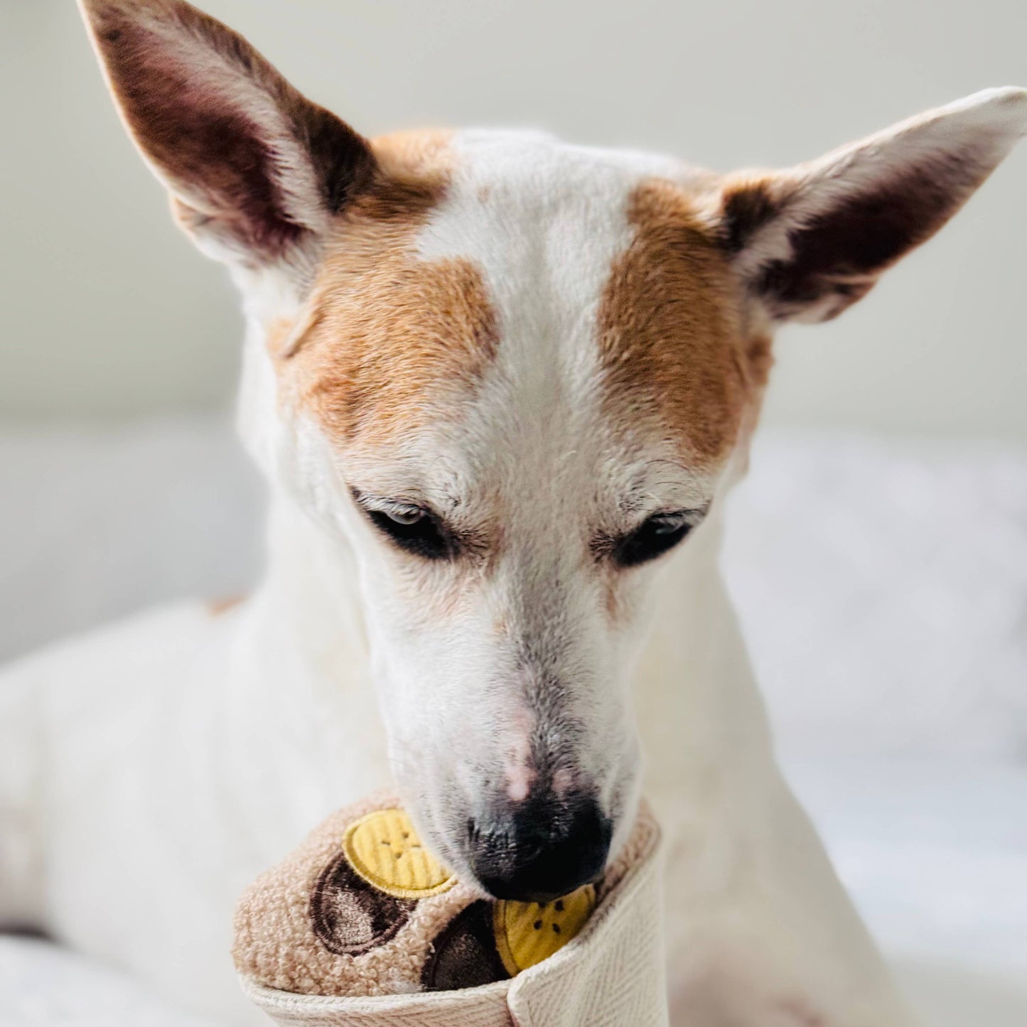 JOUET POUR CHIEN ENRICHISSANT // CRÊPE