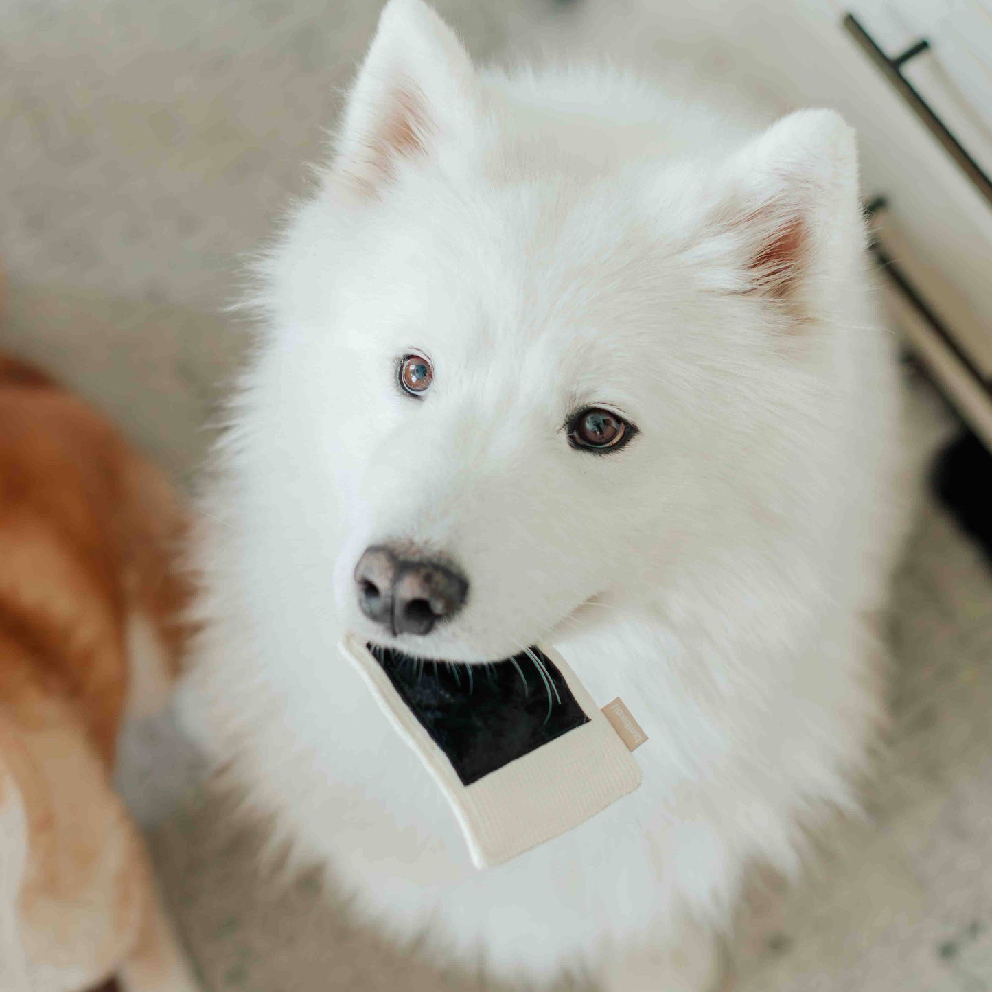 APPAREIL PHOTO INSTANTANÉ // JOUET D'ENRICHISSEMENT POUR CHIEN