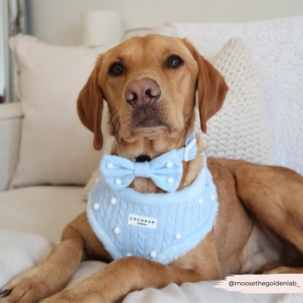 Nœud papillon Snowpaws