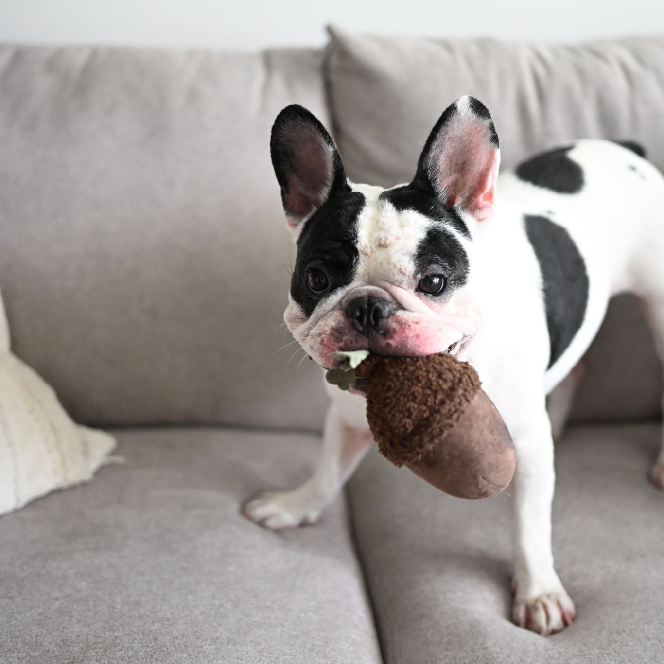 JOUET POUR CHIEN ACORN//ENRICHMENT