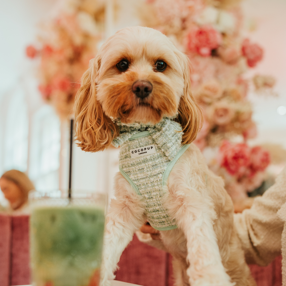 Nœud papillon marin en tweed texturé matcha