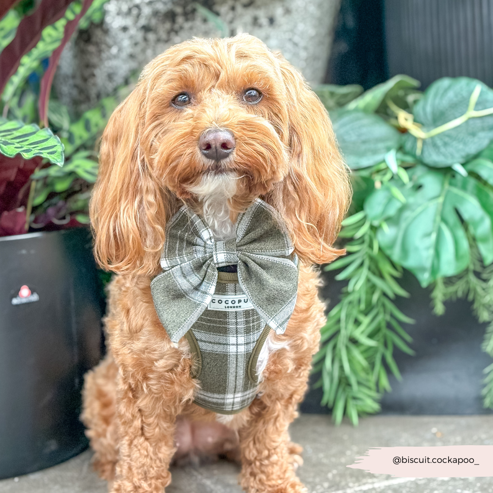 Nœud Papillon Marin à Carreaux Olive