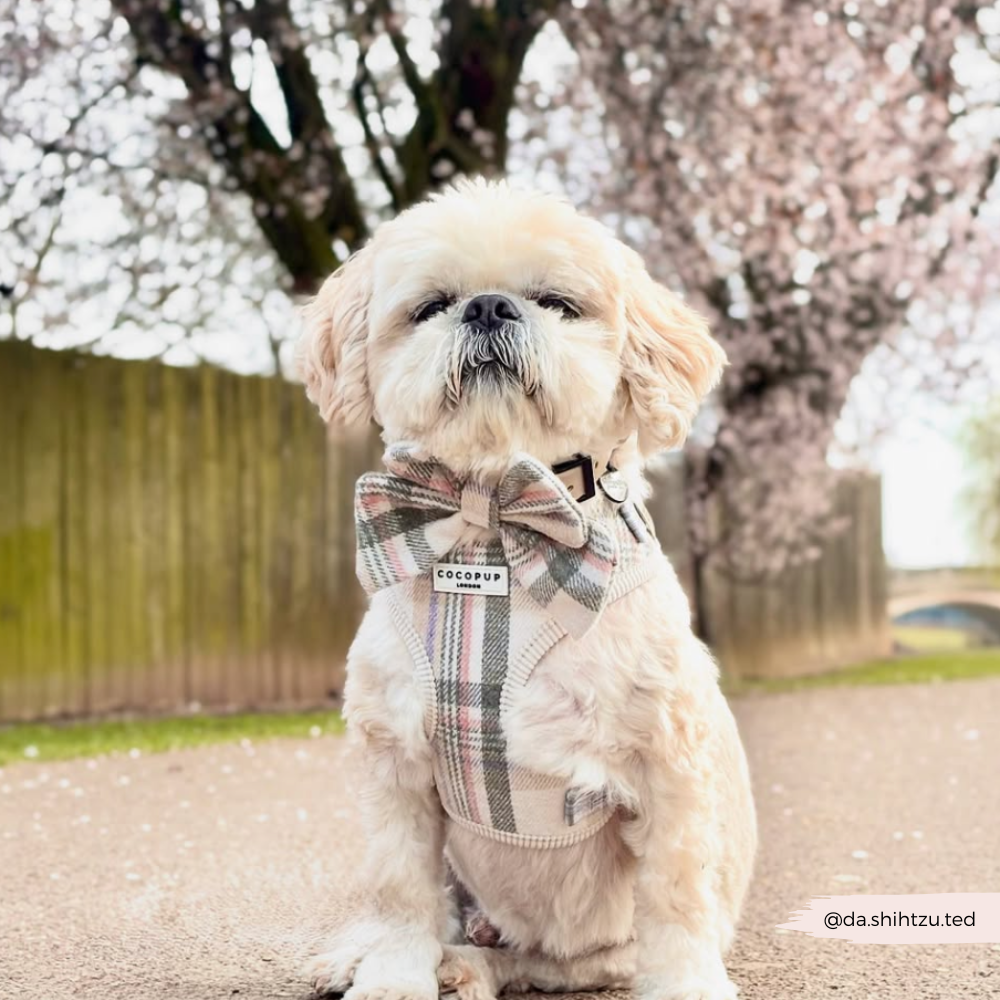 Nœud papillon marin à carreaux de printemps